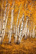 Image result for Fall Leaf Birch Tree