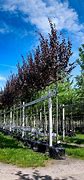 Image result for Prunus Cerasifera