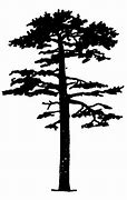 Image result for Tree Silhouette Drawing