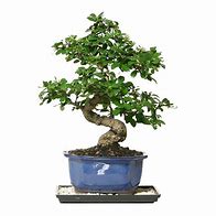 Image result for Fukien Tea Bonsai Tree