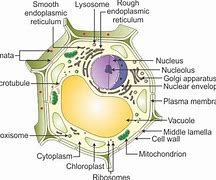 Image result for Botany Chart Zoology Plant Cell