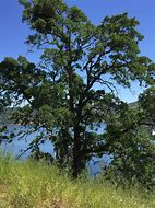 Image result for Oak Tree Species