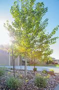 Image result for American Aspen Tree