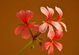 Image result for Brown Flower Background