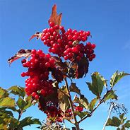 Image result for 5 FT Cherry Tree