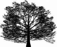 Image result for Beech Leaf Silhouete