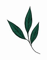 Image result for Branch of Leaf Outline Left and Right