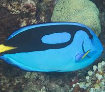 Image result for Blue Tang Fish Clip Art