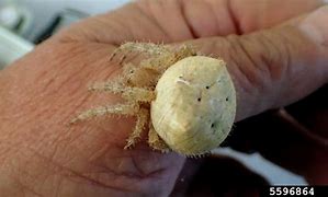 Image result for Cat Face Jewel Spider