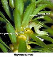 Image result for Separate Gametophyte Moss Antheridium