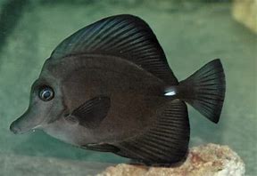 Image result for Black Long Nose Tang