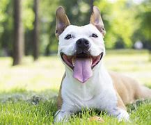 Image result for Happy Smiling Dog