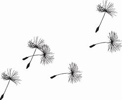 Image result for Dandelion Drawing Black and White