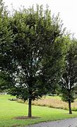 Image result for Giant American Elm Tree