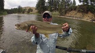 Image result for Montana Bull Trout Country Sign