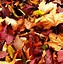 Image result for Leaf Pics No Background