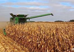 Image result for Combine Corn Harvest