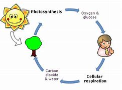 Image result for Cellular Respiration Examples