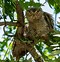 Image result for Eastern Screech Owl in a Tree