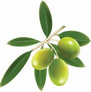 Image result for Olive Branch Transparent Background