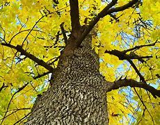 Image result for Tree with Large Yellow Leaves in Fall