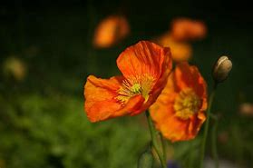 Image result for Orange Iceland Poppies