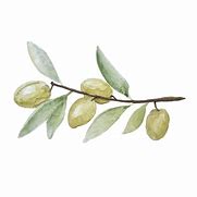 Image result for Watercolor Olive Branch Clip Art