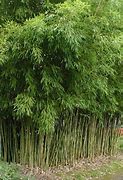 Image result for Overgorwn Bamboo in Backyard