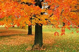 Image result for Minnesota Maple Trees