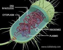 Image result for Bacteria Cell Image