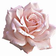 Image result for Free Clip Art Flowers Roses