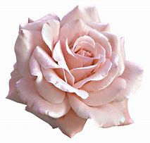 Image result for Soft Pink Rose Clip Art