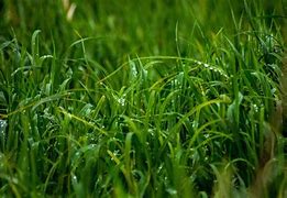 Image result for 2-Ranked Leaves Grass