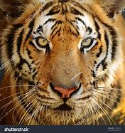 Image result for Bengal Tiger Face