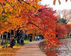 Image result for Cherry Blossom Tree in Pot