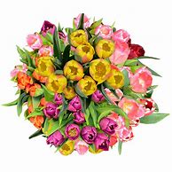 Image result for Tulip