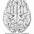 Image result for Brain ClipArt Black and White