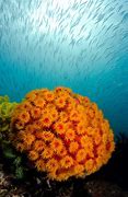 Image result for Coral Reef Low Tide Art