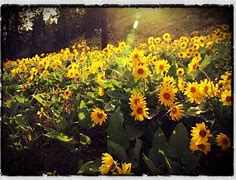 Image result for Arrowleaf Balsamroot Plant