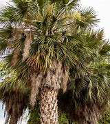 Image result for Chinese Fan Palm Tree Care