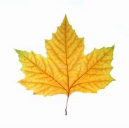 Image result for Single Fall Leaf Texture