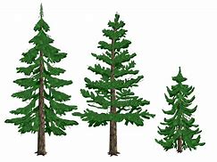 Image result for Basic Pine Tree Silhouette Clip Art