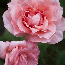 Image result for Tea Rose Color