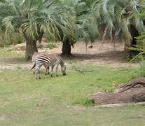 Image result for Jungle Safari Coloring Pages