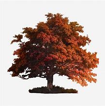 Image result for Maple Tree Branch Vector