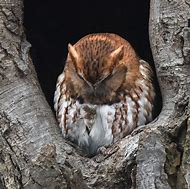 Image result for Eastern Screech Owl Talons