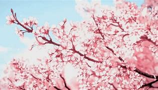 Image result for Cherry Blossom PFP Anime Pink Eyes