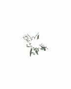 Image result for Flower Outline HD