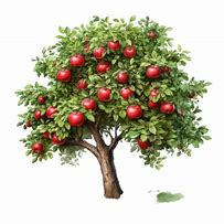 Image result for Apple Tree with Majors Vector