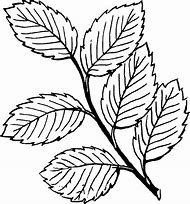 Image result for Leaf Branch Silhouette PNG